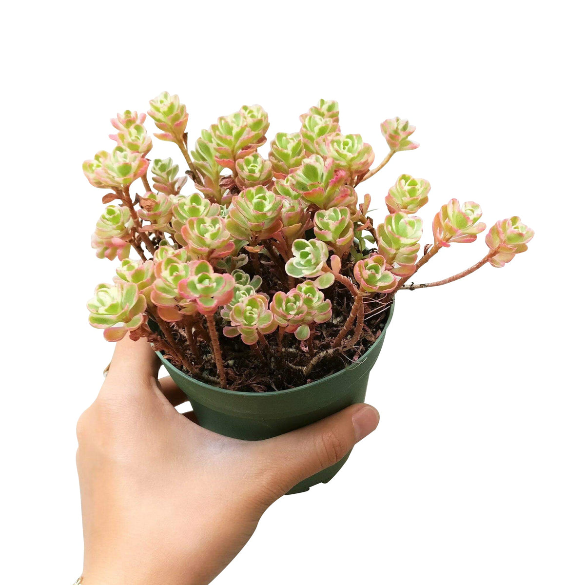 phedimus spurius tricolor, two row stonecrop, succulents garden, succulents store in CA, indoor succulents, succulent plant, Succulents, succulents shop in California, succulent subscription, succulent care tips, sedum tricolor in California, How to grow sedum tricolor