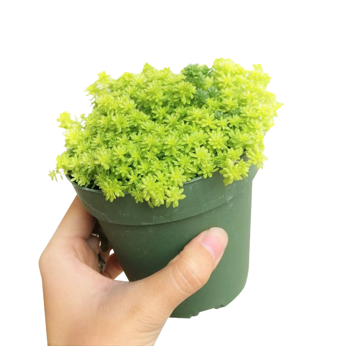 buy sedum japonicum 'tokyo sun' live air plant 2 inch online, brilliant sunny-yellow leaves that intensify with increased light exposure, succulent tight rosette form with emerging trailing branches, exceptionally resilient to temperature fluctuations and low humidity, ideal choice for rotating displays to showcase full dimensional growth, perfect miniature terrarium plant or bright corner shelf accent, unique plant gift idea for those seeking low-maintenance living decor