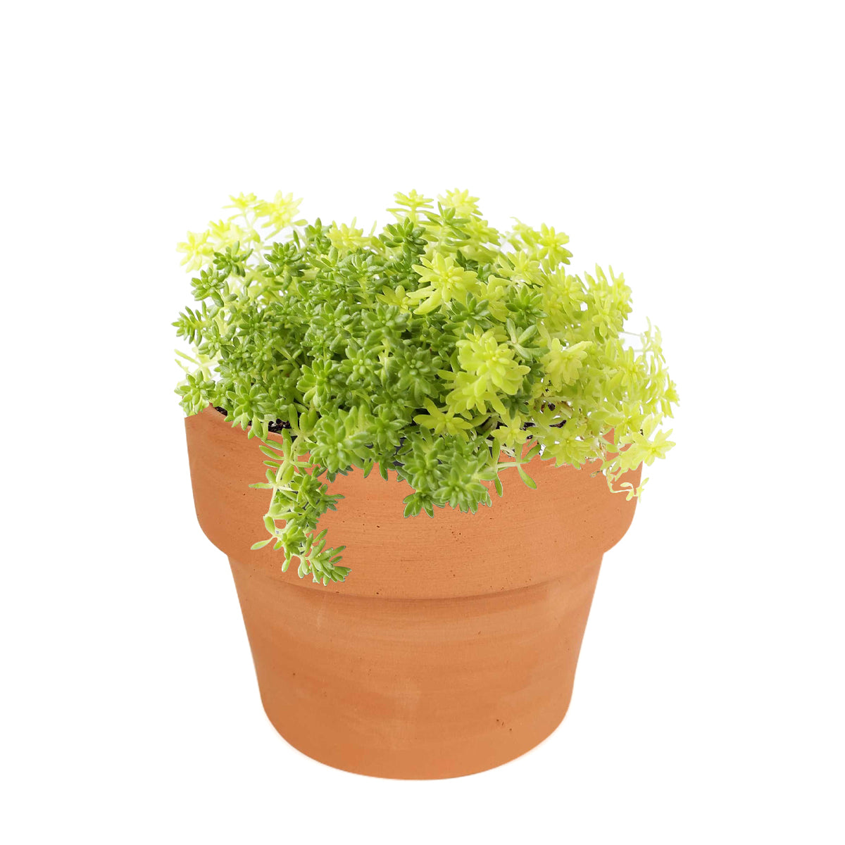 2 inch sedum japonicum 'tokyo sun' live air plant for sale, soft chartreuse foliage developing warm amber tones in optimal lighting, fine-textured spreading growth with naturally compact proportions, adapts well to direct sun or moderate low-light indoor placement, thrives with occasional rotating for even development of all growth points, charming living accent for modern homes or terrarium garden compositions, rare succulent gift for plant lovers who appreciate unique cultivar varieties