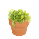 2 inch sedum japonicum 'tokyo sun' live air plant for sale, soft chartreuse foliage developing warm amber tones in optimal lighting, fine-textured spreading growth with naturally compact proportions, adapts well to direct sun or moderate low-light indoor placement, thrives with occasional rotating for even development of all growth points, charming living accent for modern homes or terrarium garden compositions, rare succulent gift for plant lovers who appreciate unique cultivar varieties