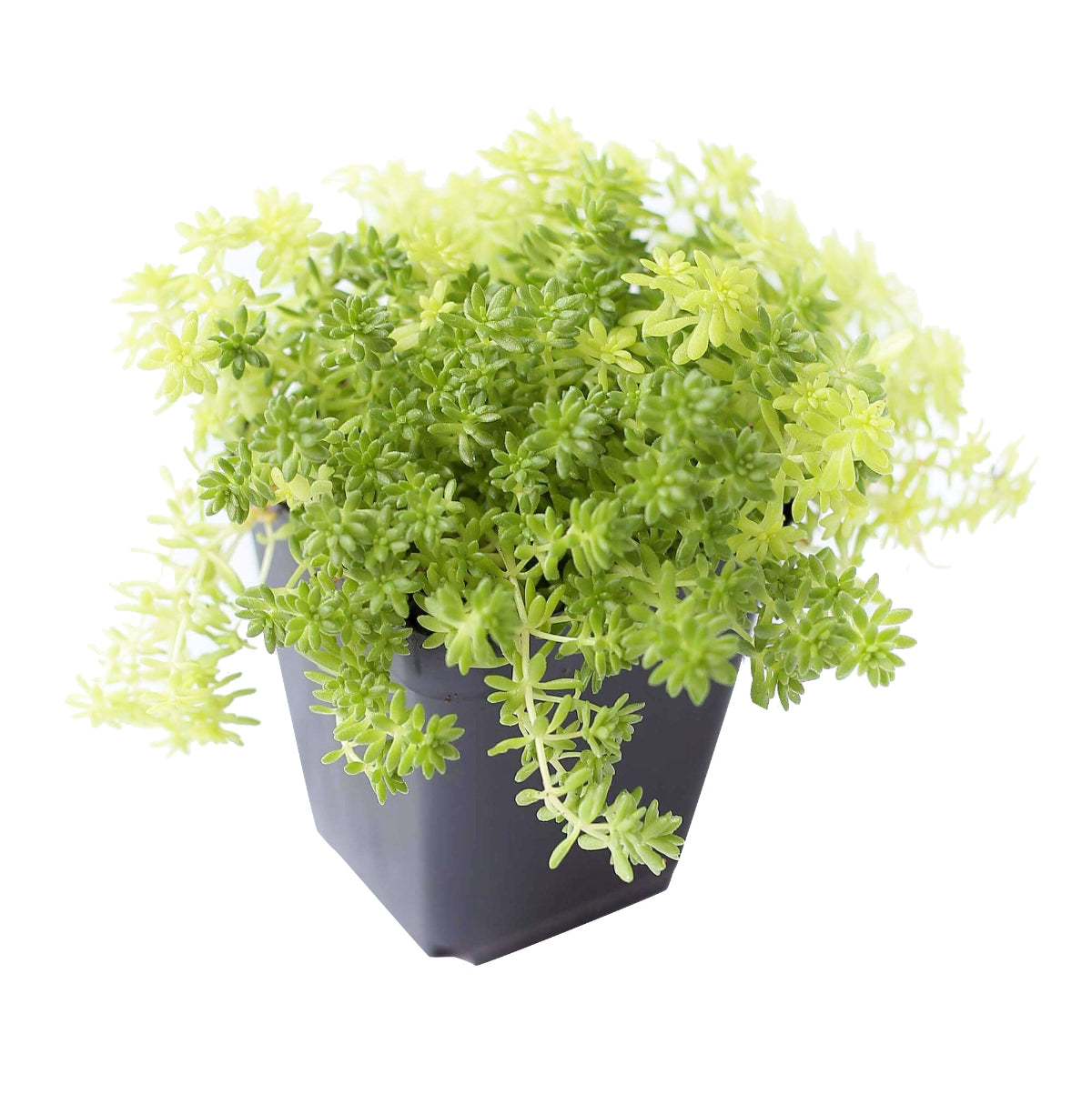buy sedum japonicum 'tokyo sun' live air plant 4 inch online, luminous yellow-green rosette with warm bronze undertones in mature growth, fleshy rounded leaves clustered densely on upright and spreading stems, thrives in direct sun or adapts to low-light indoor environments, needs regular rotating to develop full symmetrical form, stunning terrarium centerpiece or bright living space focal point, thoughtful succulent gift for plant lovers seeking unique varieties