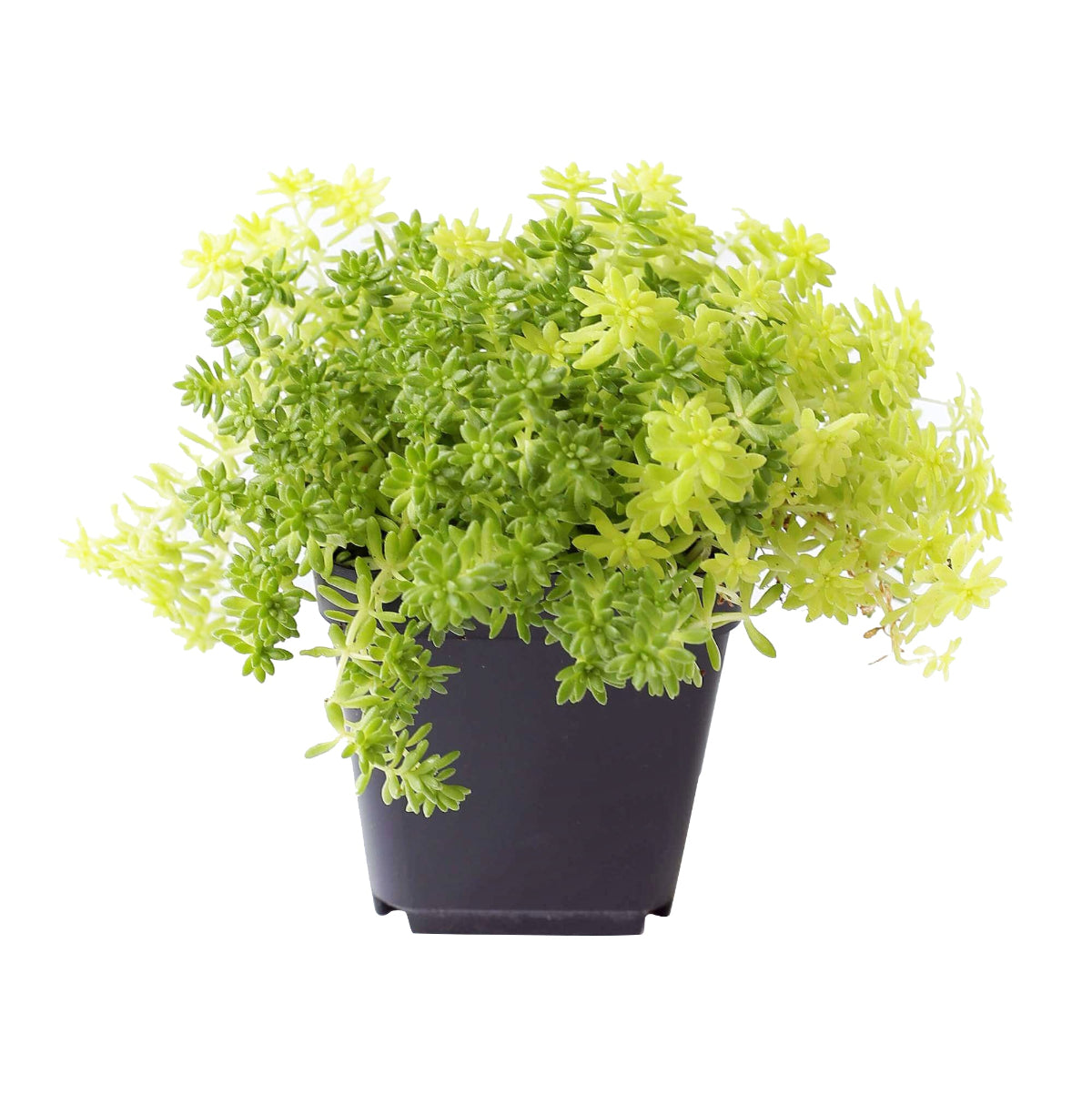 4 inch sedum japonicum 'tokyo sun' live air plant for sale, radiant golden foliage with soft peachy highlights during active growing season, fine delicate leaf structure creating airy cascading texture, naturally tolerant of dry heated air and low moisture conditions, benefits from periodic rotation to encourage balanced multi-directional growth, perfect modern desk plant display or contemporary home accent, beautiful gift for collectors of rare succulent species