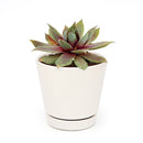 Sempervivum Red Lion for sale, succulent care guide, succulent plant, Succulents shop near me, how to grow succulents, cactus, Succulents, monthly succulents, succulent care, Sempervivum Red Lion in California, How to grow Sempervivum Red Lion, indoor succulents, care tips for growing Sempervivum Red Lion