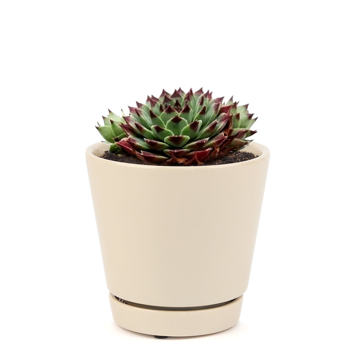 sempervivum calcareum for sale, succulent subscription, succulent plant, how to grow succulents, Succulents, succulents shop in California