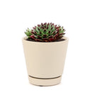 succulent plant, how to grow succulents, Succulents, succulents shop in California, succulent care guide, indoor succulents, Succulents shop near me, sempervivum calcareum in California, How to grow sempervivum calcareum, indoor succulents