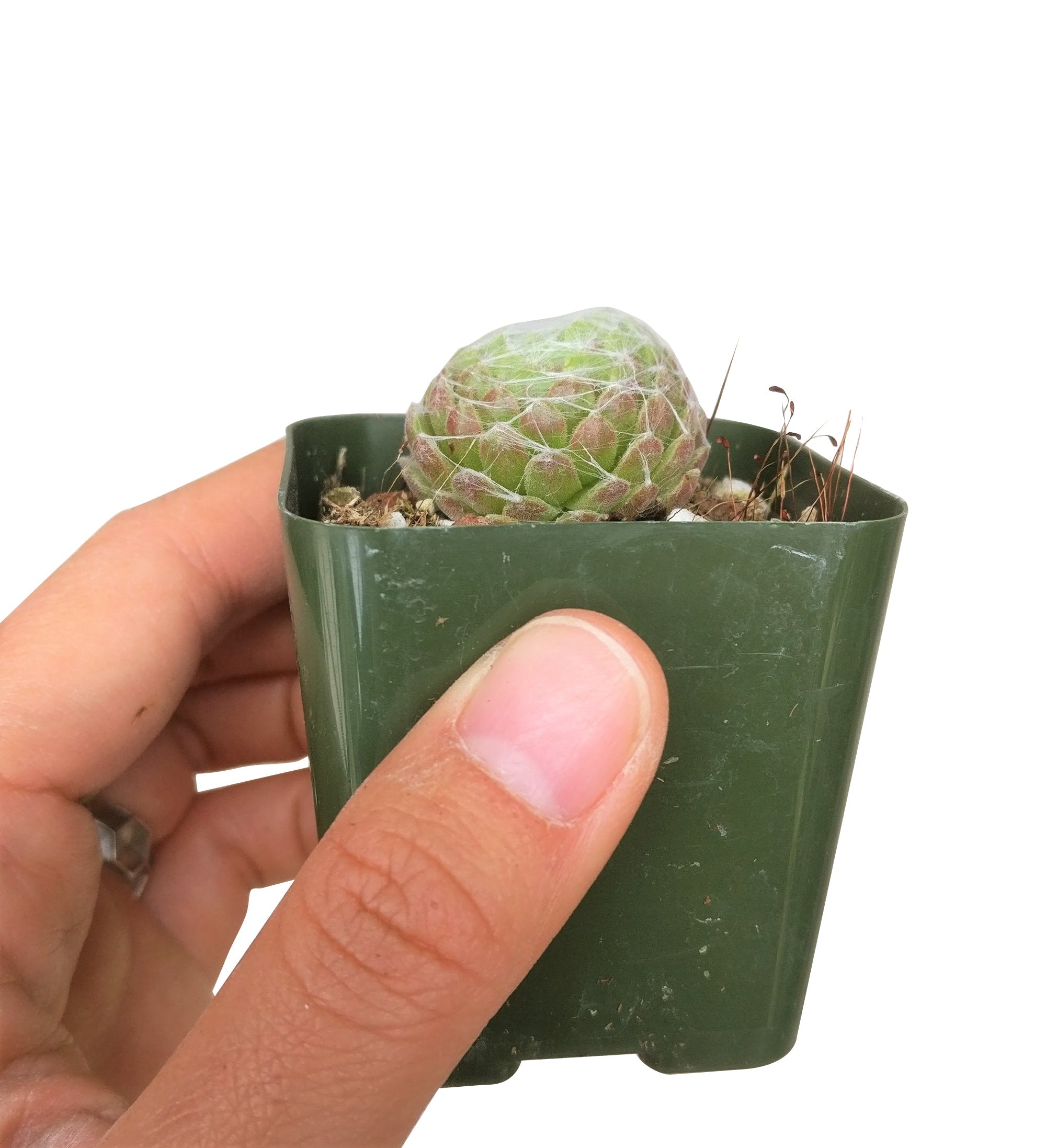 succulents with webs Sempervivum Cobweb Hens and Chicks - Hardy Live Plants