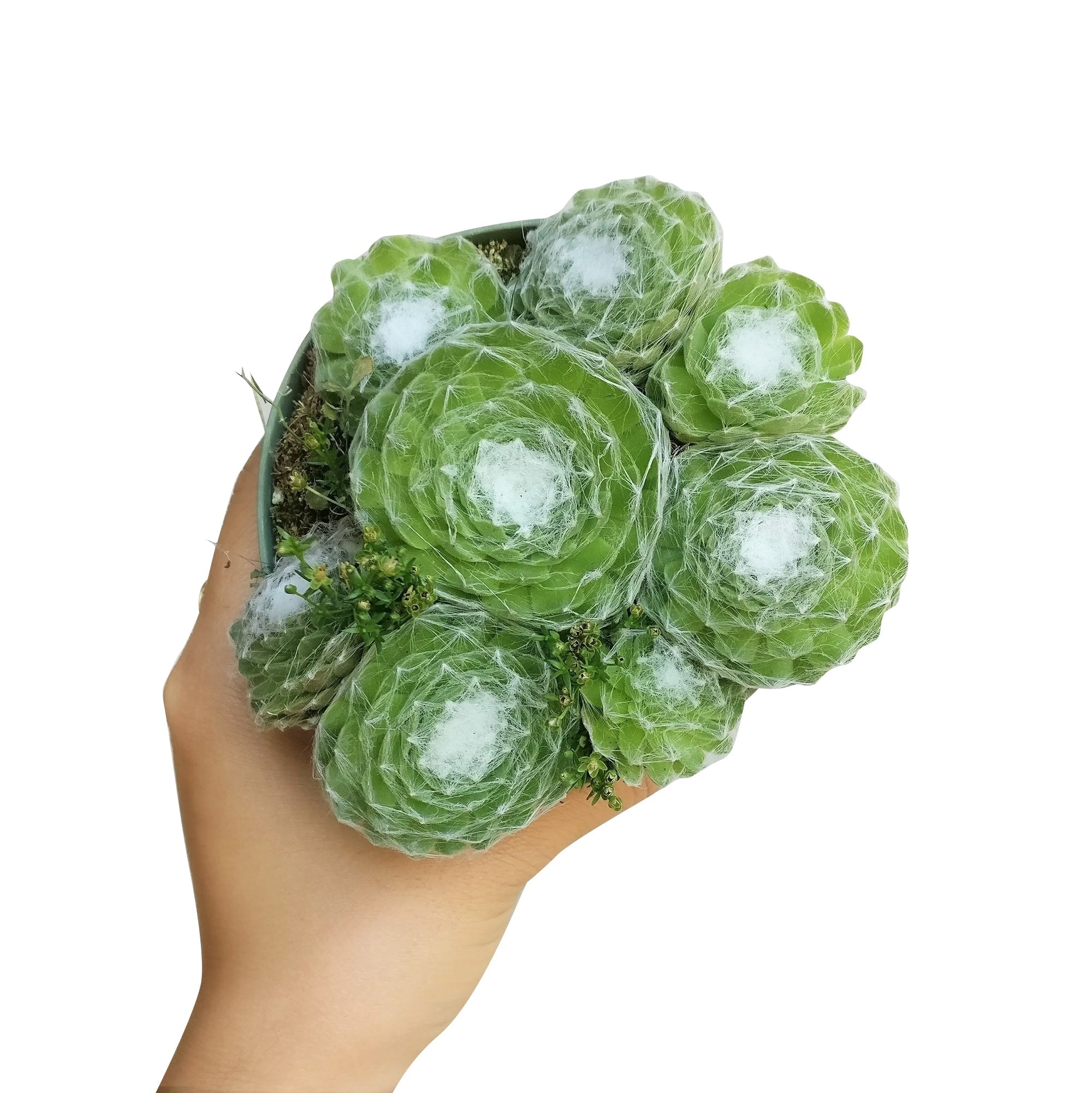 succulents box sempervivum cobweb hens and chicks Sempervivum Cobweb Hens and Chicks - Hardy Live Plants