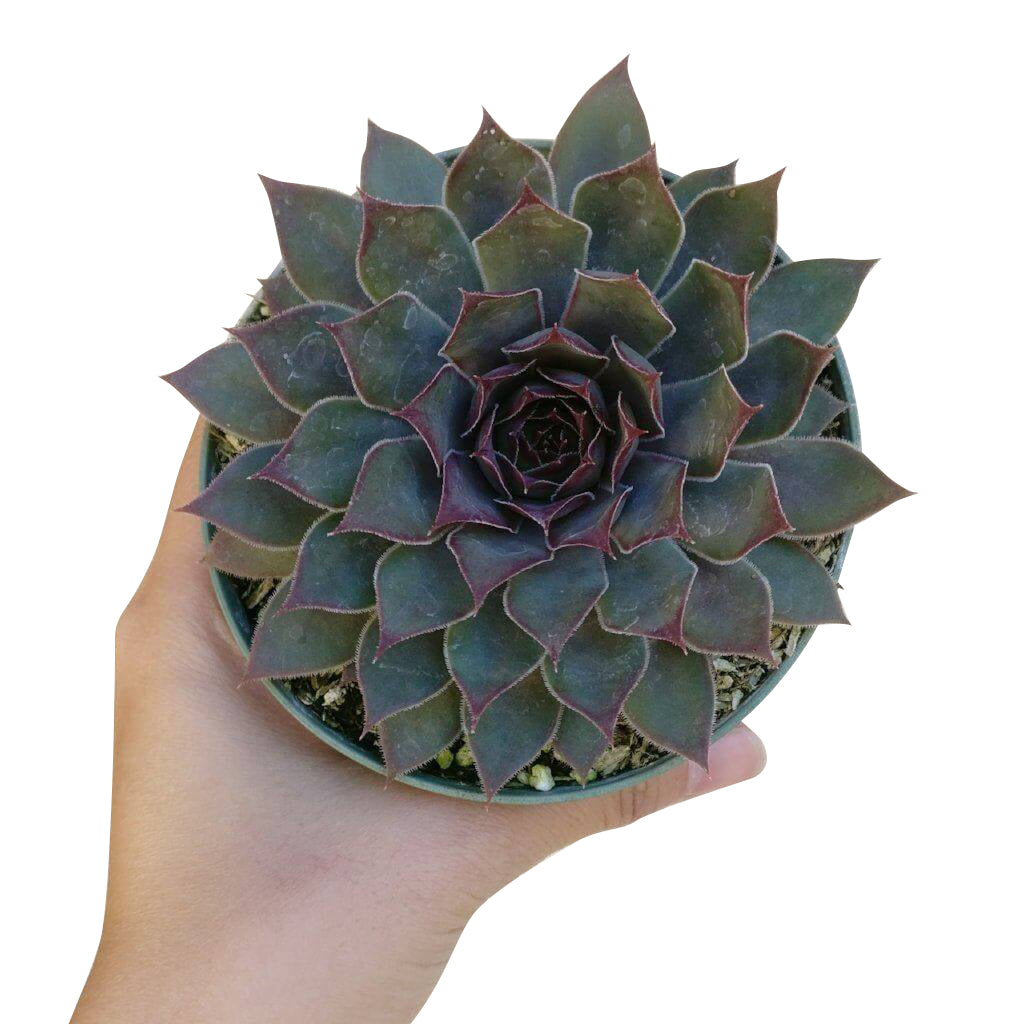 grape looking succulent Sempervivum Grape Tone for Sale | Succulent Care