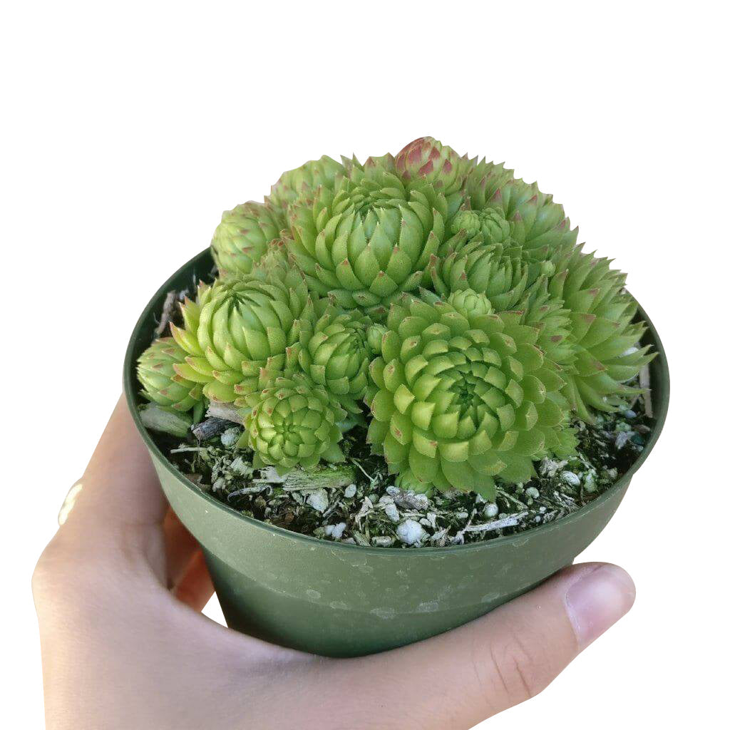 Sempervivum Jovibarba Allionii for Sale | Succulent Care