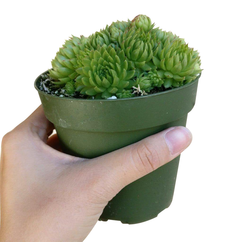 jovibarba succulent Sempervivum Jovibarba Allionii for Sale | Succulent Care