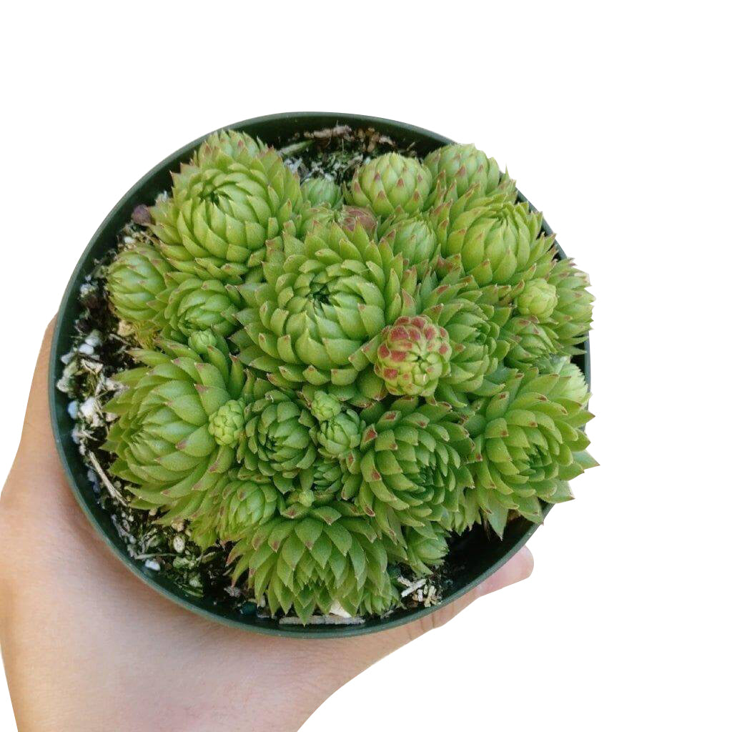 wobbly succulent Sempervivum Jovibarba Allionii for Sale | Succulent Care