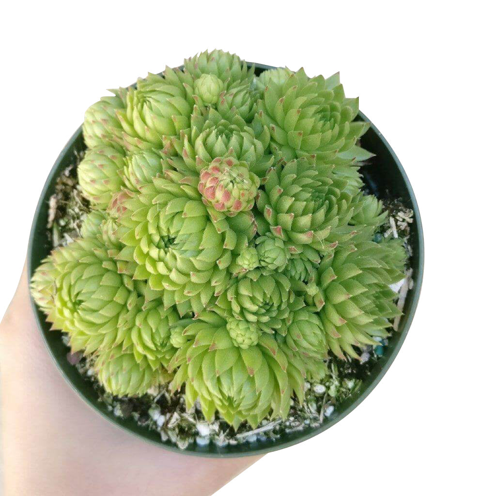 Sempervivum Jovibarba Allionii for Sale | Succulent Care