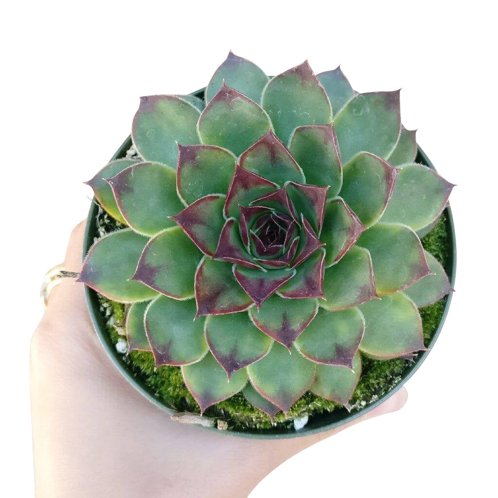 houseleek succulent plant Sempervivum Mahogany Houseleek Succulent & Care Guide | Unique Succulent Gift