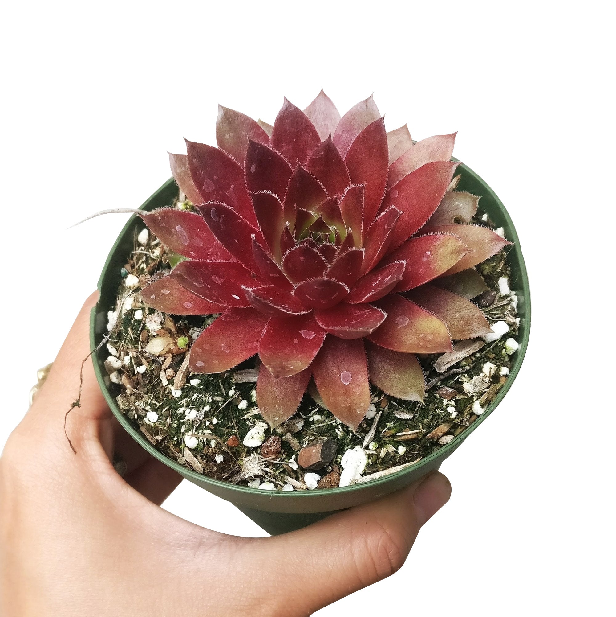succulents red leaves Sempervivum Red Lion - Rosette Shaped Succulent | Succulent Gift Ideas
