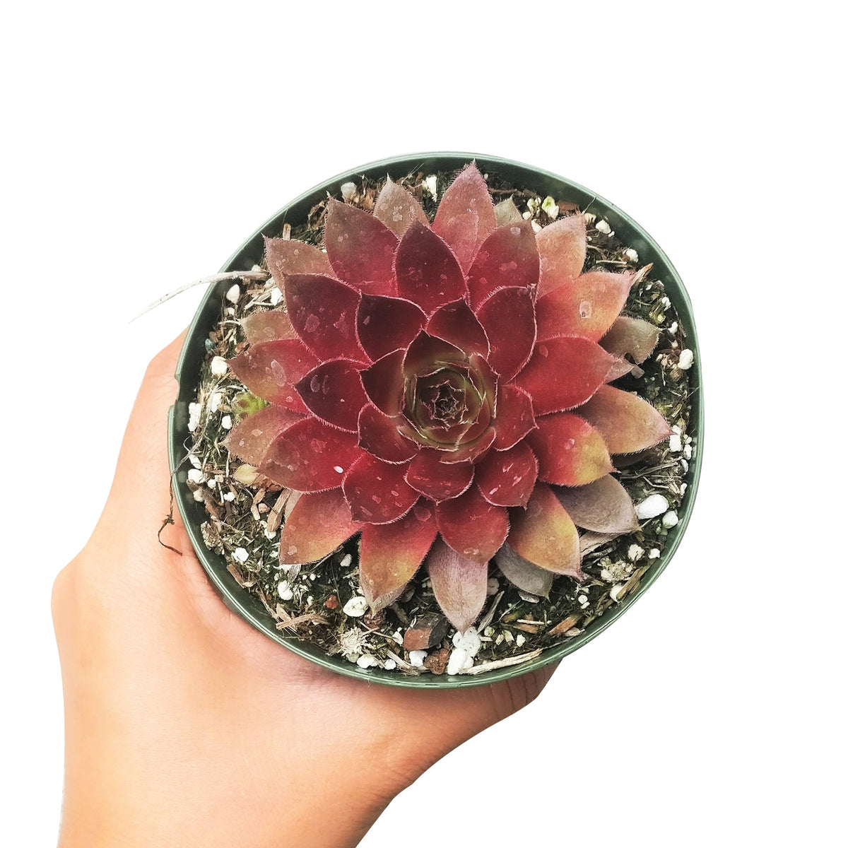 Sempervivum Red Lion for sale, succulent care guide, succulent plant, Succulents shop near me, how to grow succulents, cactus, Succulents, monthly succulents, succulent care, Sempervivum Red Lion in California, How to grow Sempervivum Red Lion, indoor succulents