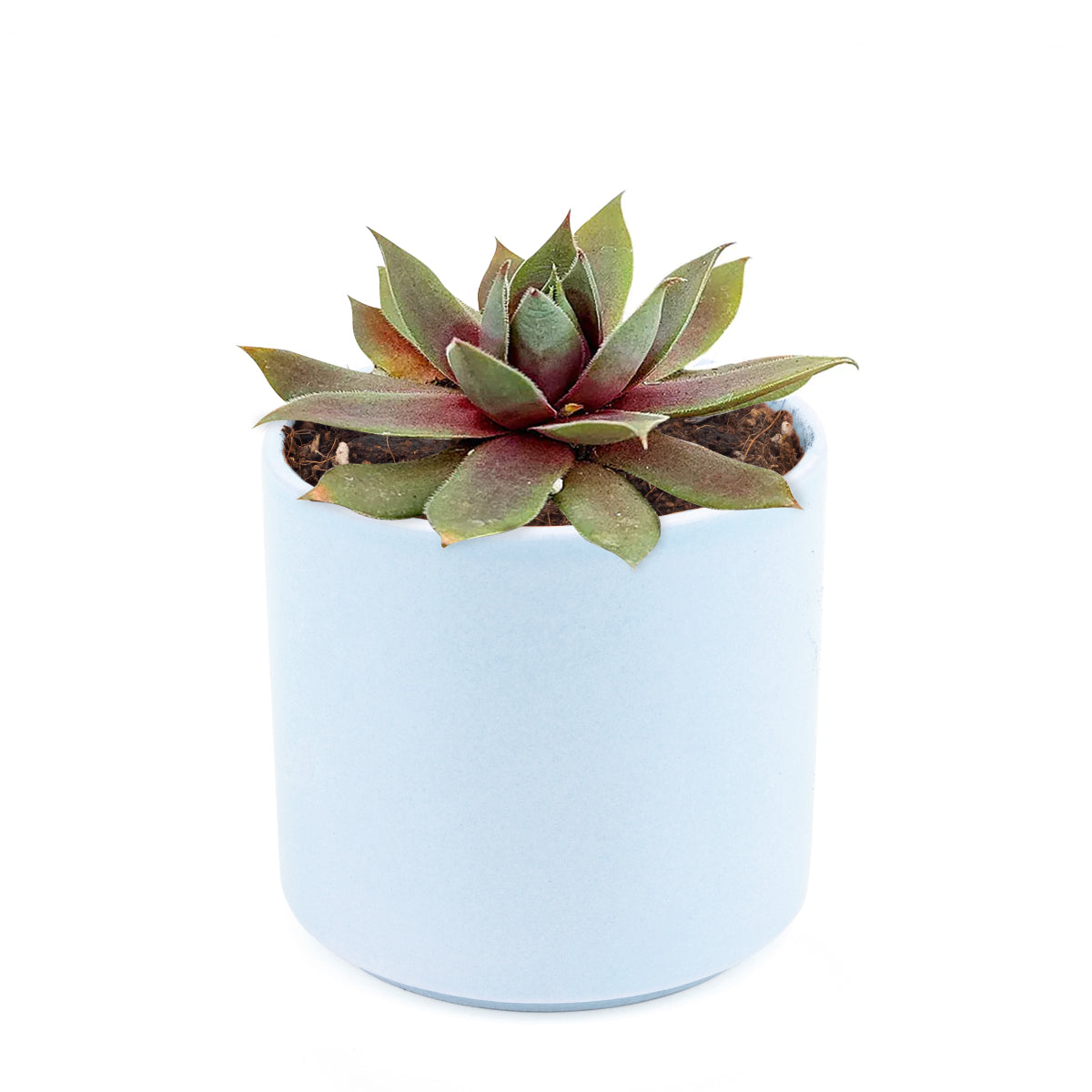 succulents kmart Sempervivum Red Lion - Rosette Shaped Succulent | Succulent Gift Ideas