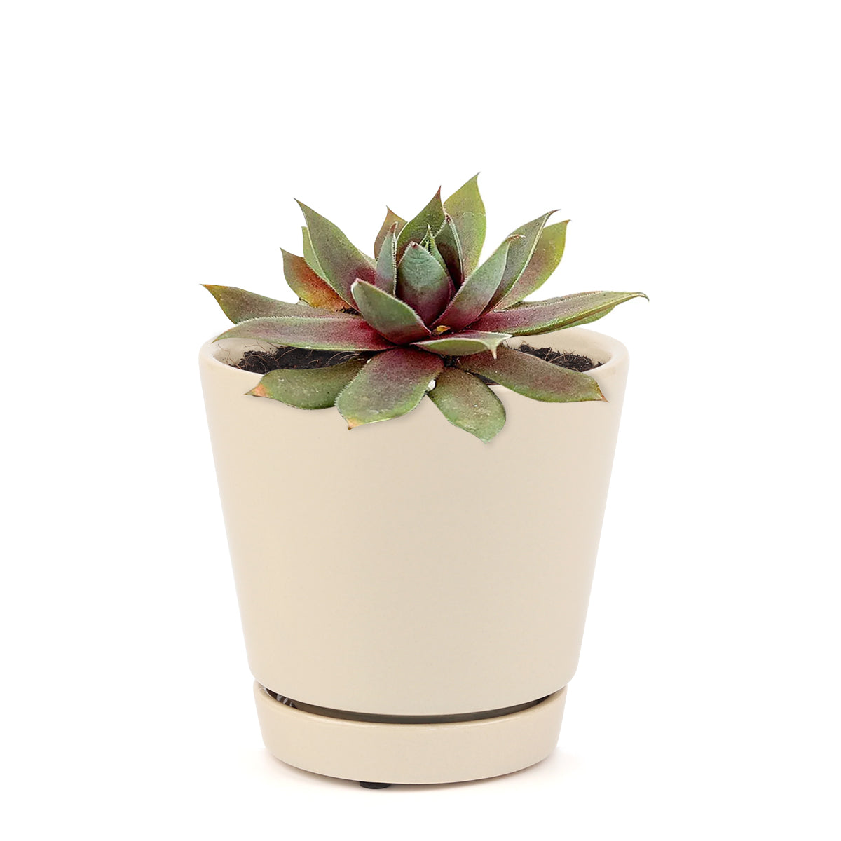 Sempervivum Red Lion for sale, succulent care guide, succulent plant, Succulents shop near me, how to grow succulents, cactus, Succulents