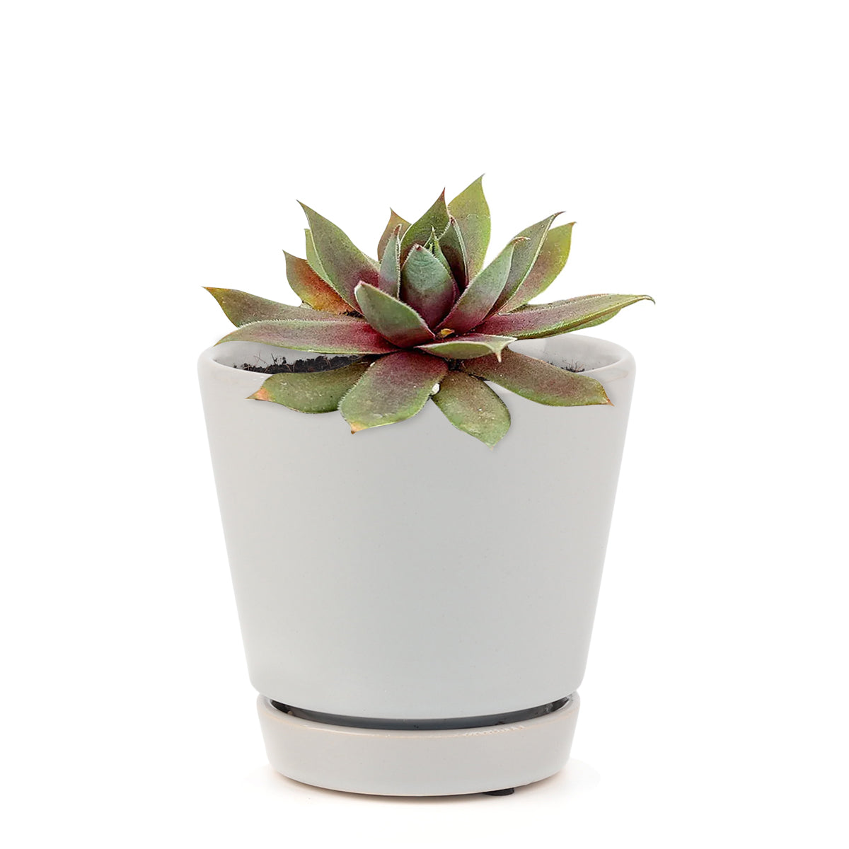 succulent plant, Succulents shop near me, how to grow succulents, cactus, Succulents, monthly succulents, succulent care, Sempervivum Red Lion in California, How to grow Sempervivum Red Lion, indoor succulents