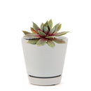 Sempervivum Red Lion for sale, succulent care guide, succulent plant, Succulents shop near me, how to grow succulents, cactus, Succulents, monthly succulents, succulent care, Sempervivum Red Lion in California, How to grow Sempervivum Red Lion, indoor succulents, care tips for growing Sempervivum Red Lion