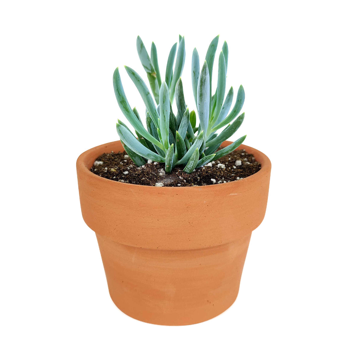 senecio serpens succulent Senecio Blue Chalk Sticks Senecio Serpens Succulent for Sale