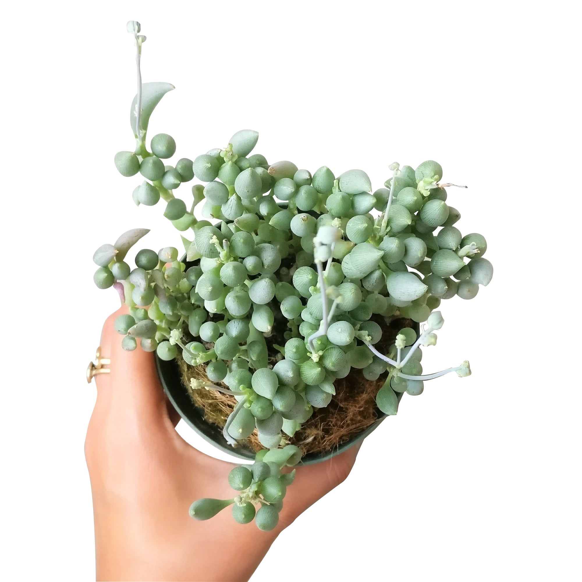 types of senecio succulents Senecio Citriformis Succulents