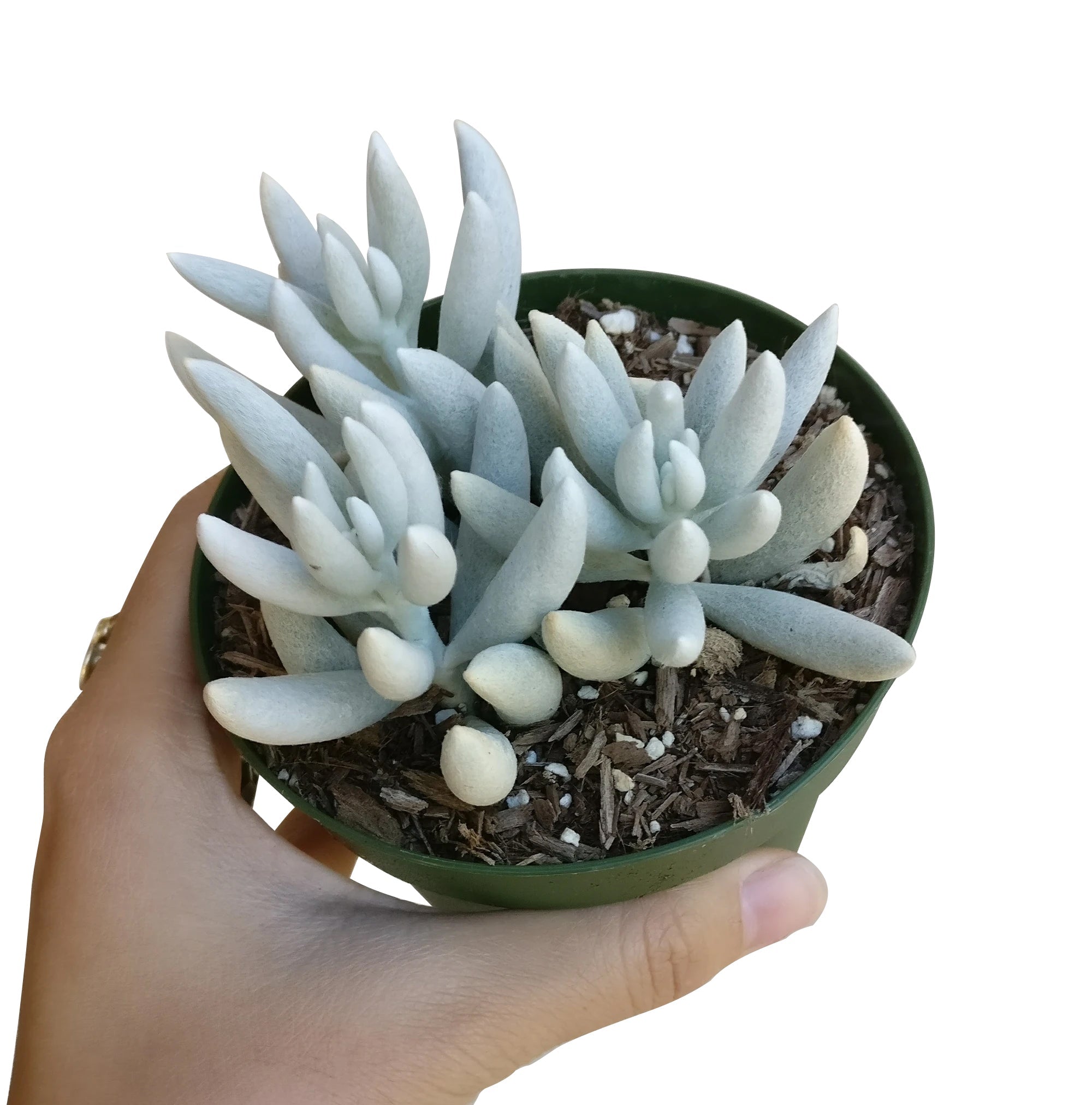 cocoon succulent care Senecio Cocoon Plant - Aesthetic Plants For Home, Office Decoration