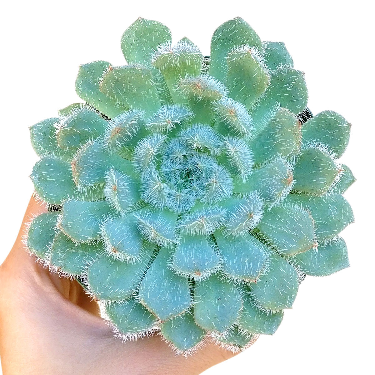 des mets succulents Echeveria Setosa var. Deminuta