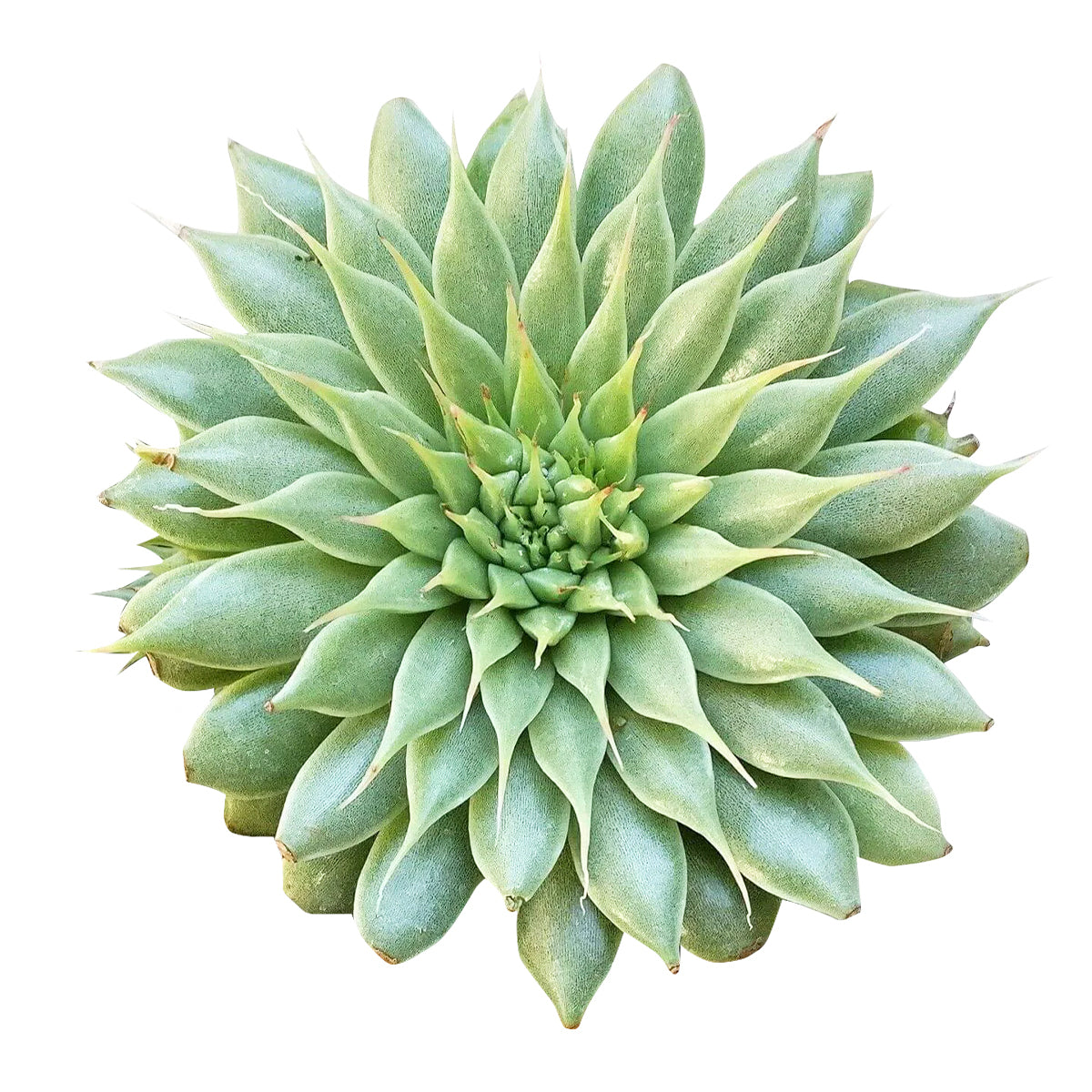 Graptoveria silver star, echeveria, echeveria succulent, echeveria types, succulent echeveria, buy succulents online, succulent shop, succulent store, echeveria plant