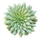 Graptoveria silver star, echeveria, echeveria succulent, echeveria types, succulent echeveria, buy succulents online, succulent shop, succulent store, echeveria plant