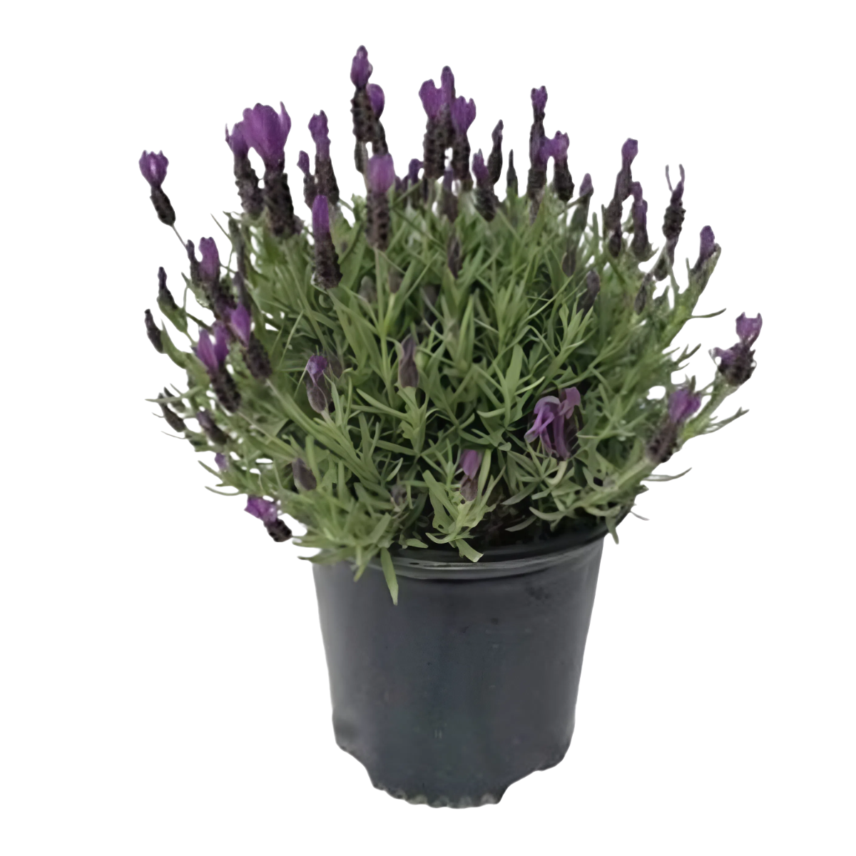 Spanish Lavender in 2 gallon pot, herbs plant for sale, easy to care indoor plants, flowering plants, buy herb plants online