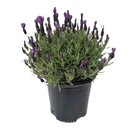 Spanish Lavender in 2 gallon pot, herbs plant for sale, easy to care indoor plants, flowering plants, buy herb plants online