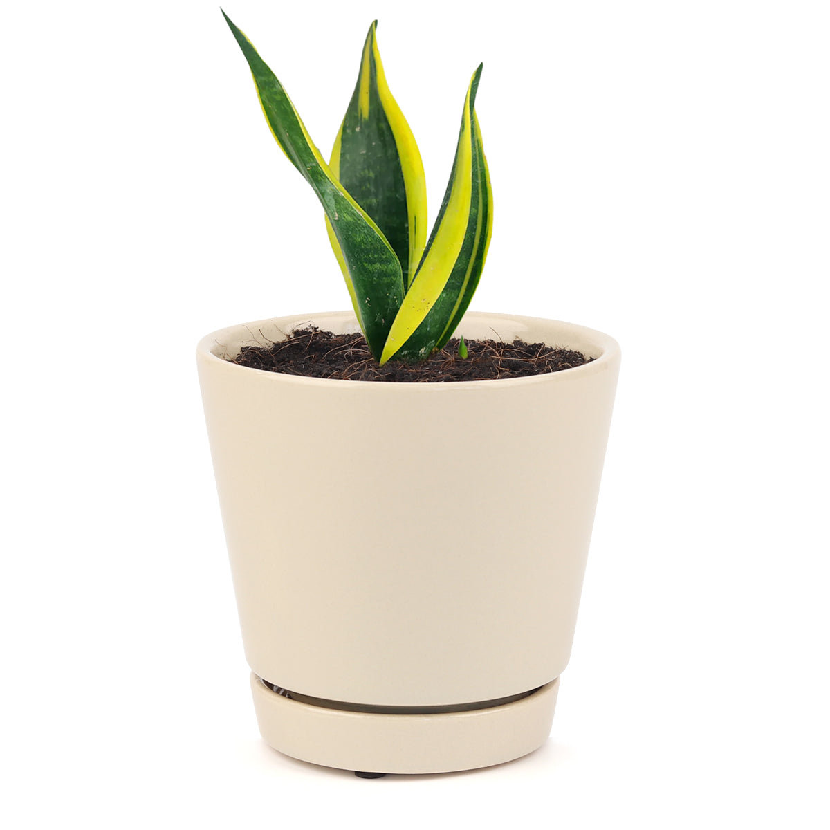 Snake Plant Sansevieria Gold Flame, low light houseplant, best air-purifying plant, indoor houseplant for sale