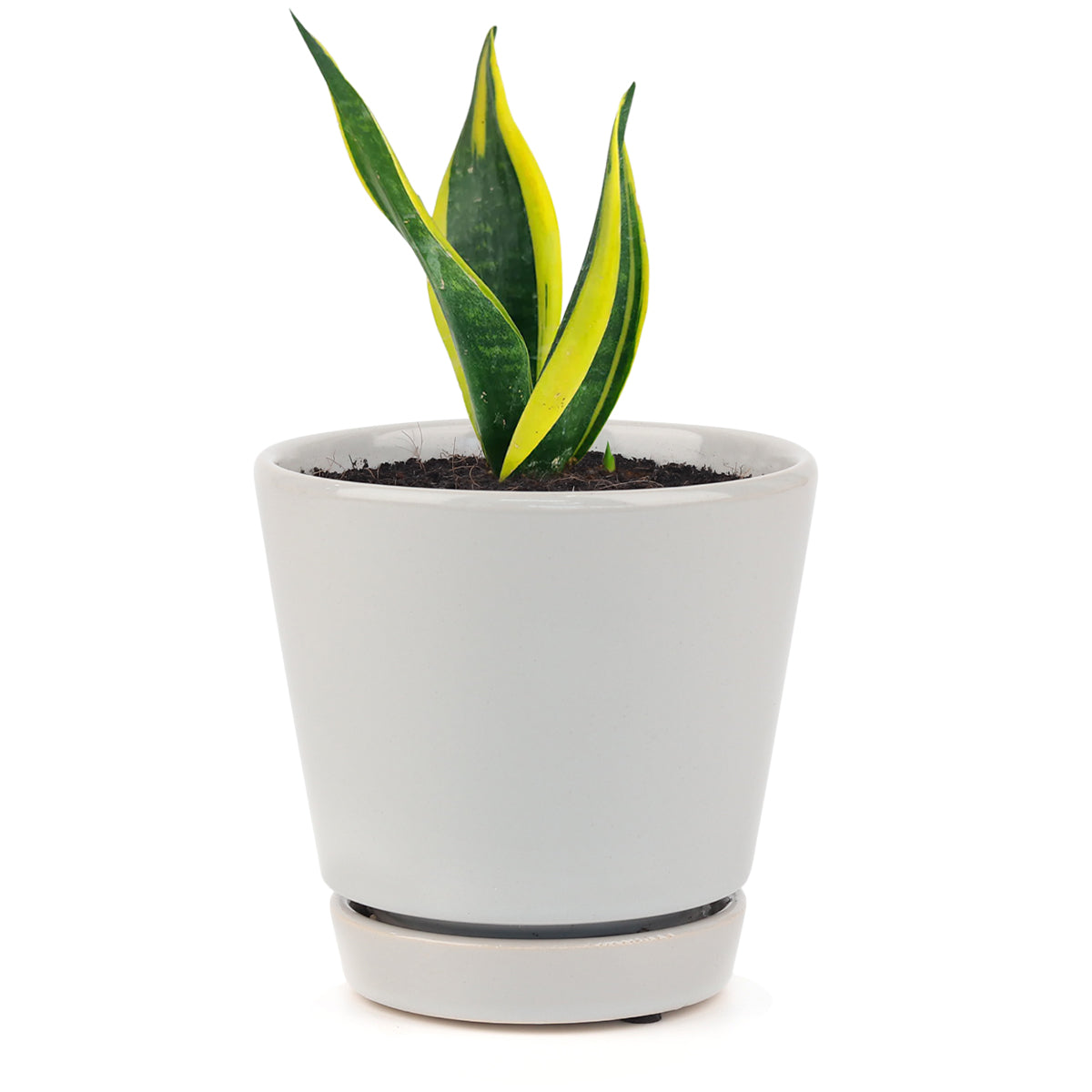 Snake Plant Sansevieria Gold Flame, low light houseplant, best air-purifying plant, snake plant for sale