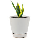 Snake Plant Sansevieria Gold Flame, low light houseplant, best air-purifying plant, indoor houseplant for sale