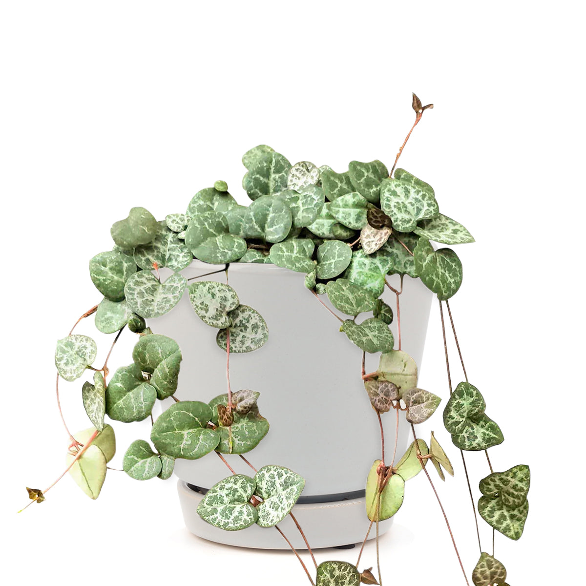 succulent care guide, Rare succulents, String of hearts succulent in California, How to grow String of hearts succulent, string of hearts, string of hearts plant, variegated string of hearts