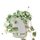 succulent care guide, Rare succulents, String of hearts succulent in California, How to grow String of hearts succulent, string of hearts, string of hearts plant, variegated string of hearts