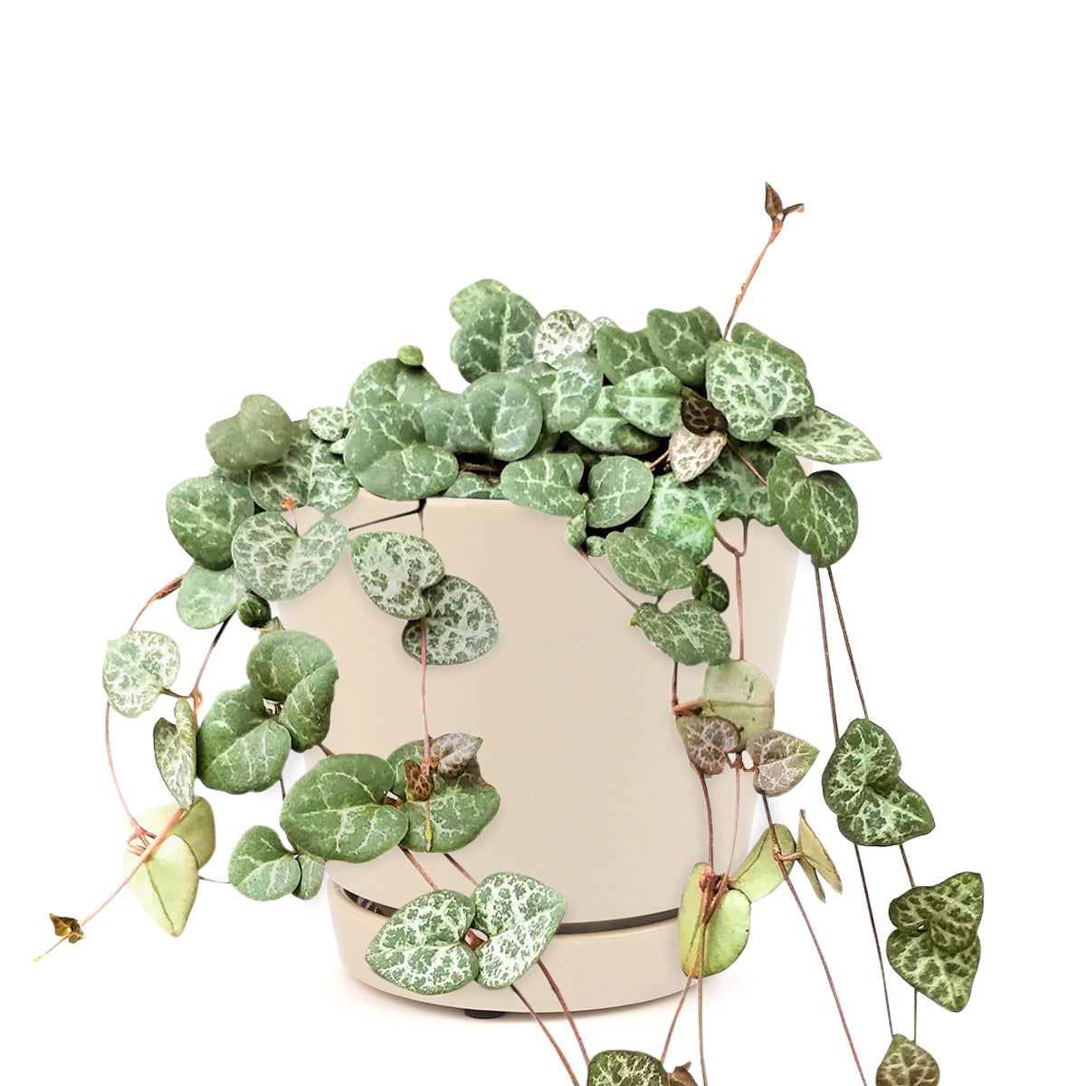 string of hearts variegated, string of hearts propagation, how to propagate string of hearts, String of hearts succulent care, succulent care tips, succulent plant, succulent subscription