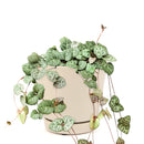 succulent care guide, Rare succulents, String of hearts succulent in California, How to grow String of hearts succulent, string of hearts, string of hearts plant, variegated string of hearts