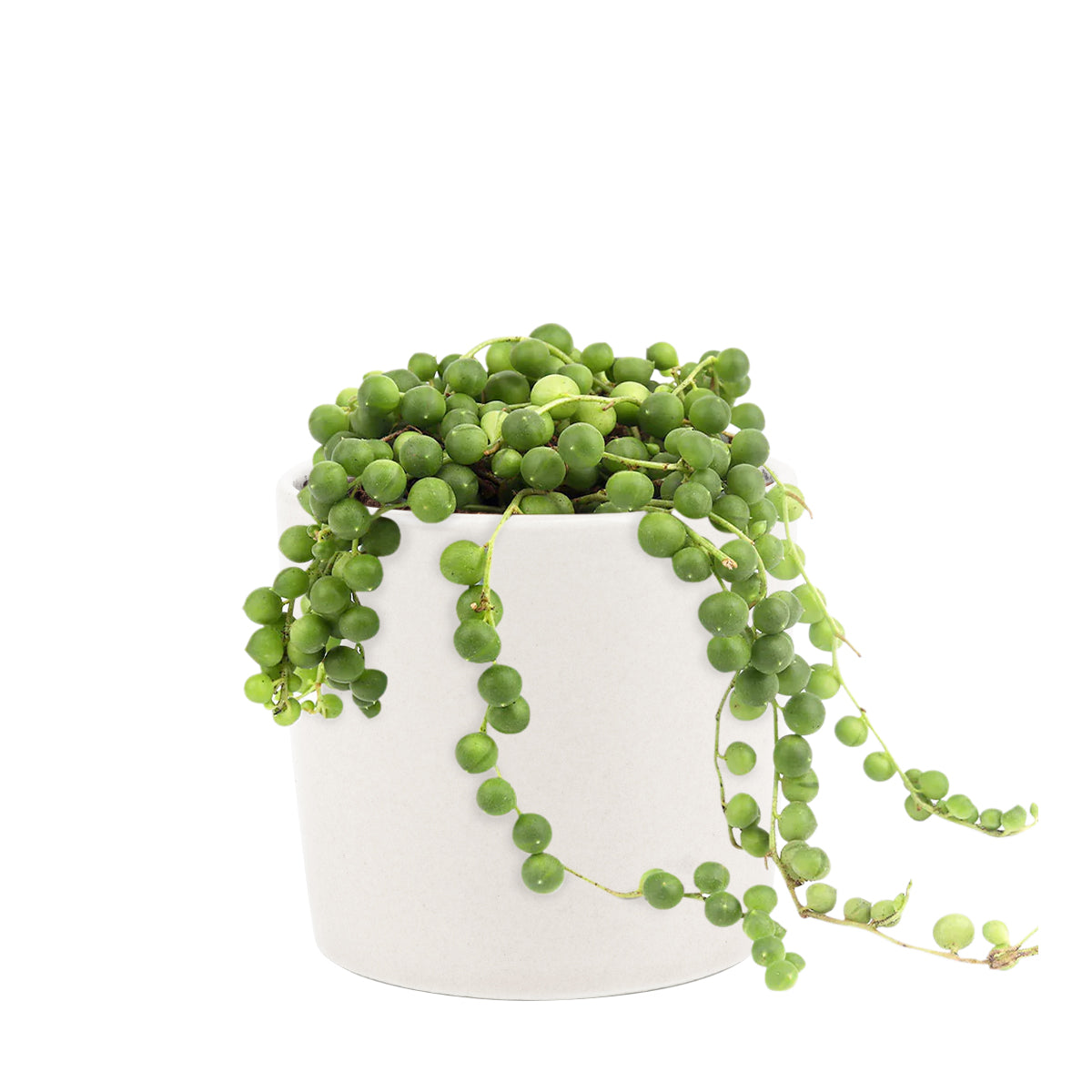 string of pearls succulent lowes String Of Pearls Senecio Rowleyanus 4 inch / Plastic Pot