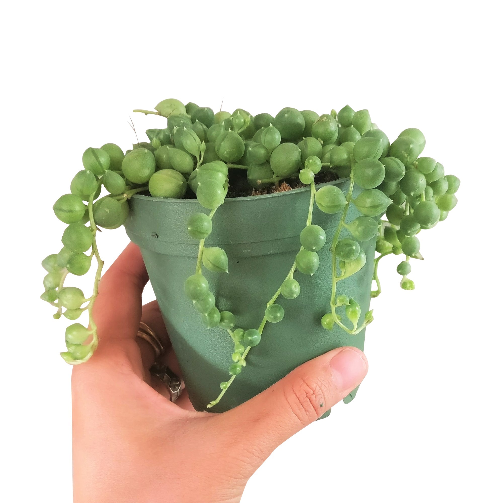 string succulents for sale String Of Pearls Senecio Rowleyanus 4 inch / Plastic Pot