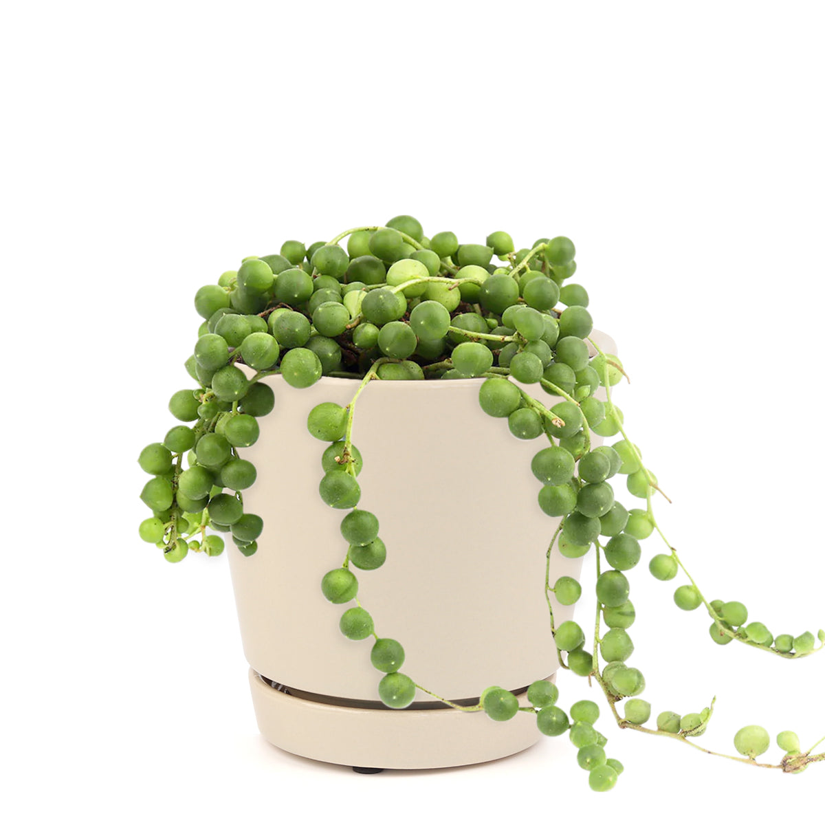 How to grow String of pearls, Succulents for thanksgiving, Thanksgiving succulents gift, String of pearls for thanksgiving, string of pearls care