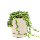 String of Pearls care guide, string of pearls for sale, indoor succulents, succulent plant, easy to care indoor plant, how to grow string of pearls, string of pearls in california