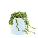 String of Pearls care guide, string of pearls for sale, indoor succulents, succulent plant, easy to care indoor plant, how to grow string of pearls, string of pearls in california