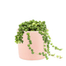 String of Pearls care guide, string of pearls for sale, indoor succulents, succulent plant, easy to care indoor plant, how to grow string of pearls, string of pearls in california