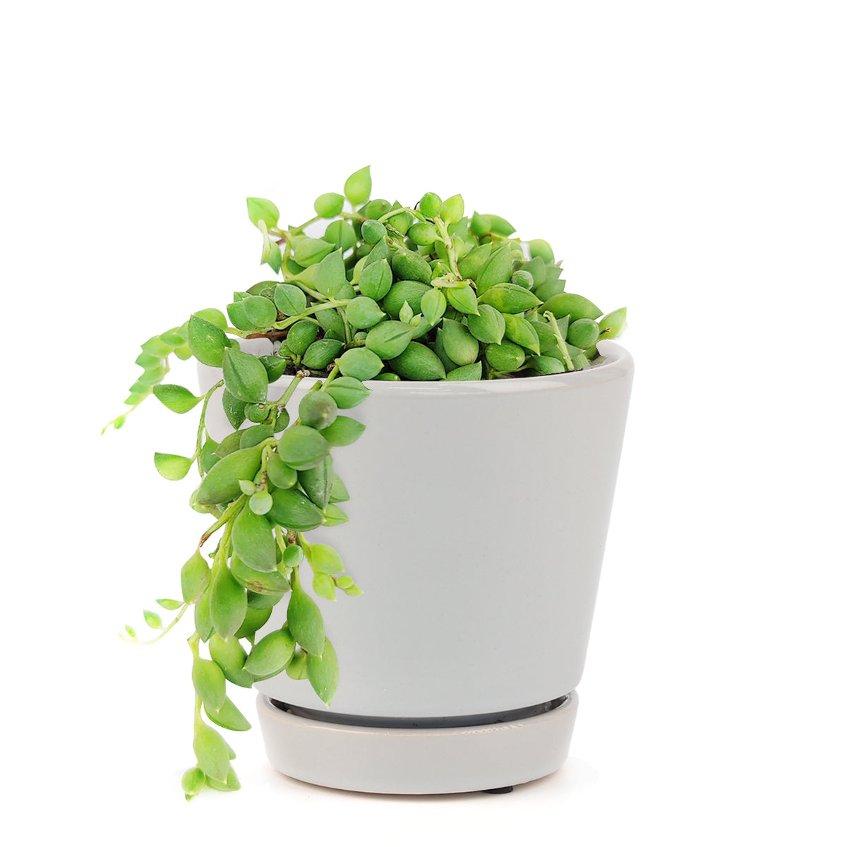 How to care for String of Tears, String of Beads Succulent Plant with Care Guide, How to grow hanging succulent, Growing tips for the String of Tears Succulent