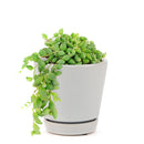 How to care for String of Tears, String of Beads Succulent Plant with Care Guide, How to grow hanging succulent, Growing tips for the String of Tears Succulent