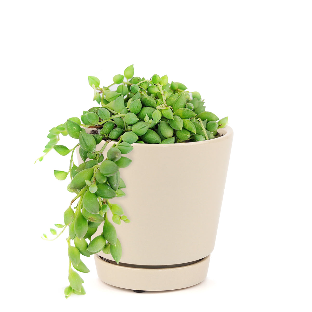 String of Tears Senecio Herreianus Succulent for Sale, How to care for String of Tears, String of Beads Succulent Plant with Care Guide, How to grow hanging succulent, Growing tips for the String of Tears Succulent