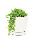 How to care for String of Tears, String of Beads Succulent Plant with Care Guide, How to grow hanging succulent, Growing tips for the String of Tears Succulent