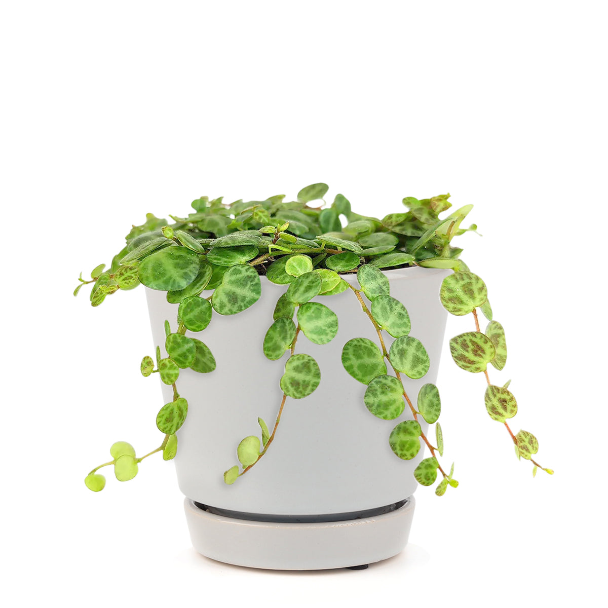 4 inch string of turtles plant in white minimalist pot for home decor, where to buy string of turtles plant