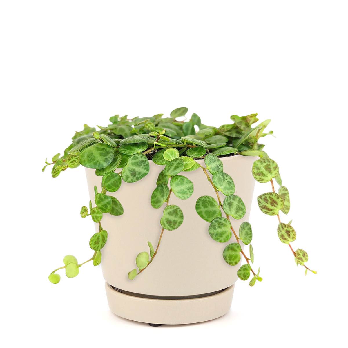 succulent care, succulents shop in California, succulent subscription, cactus, succulent care tips